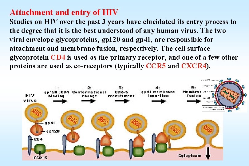 Attachment and entry of HIV Studies on HIV over the past 3 years have