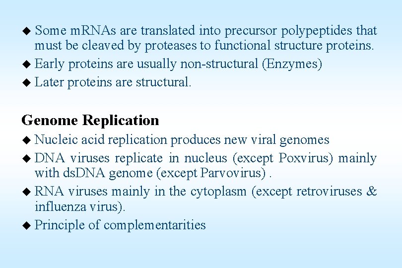 u Some m. RNAs are translated into precursor polypeptides that must be cleaved by