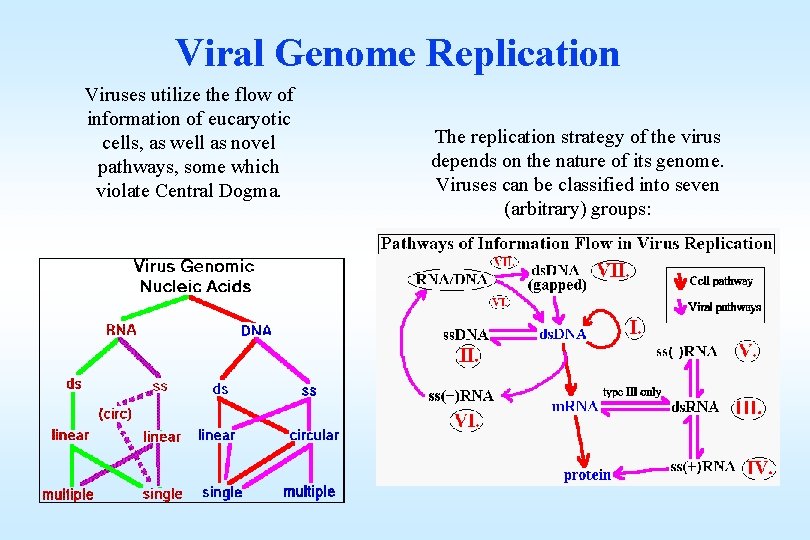 Viral Genome Replication Viruses utilize the flow of information of eucaryotic cells, as well