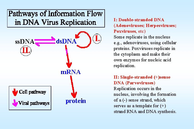 I: Double-stranded DNA (Adenoviruses; Herpesviruses; Poxviruses, etc) Some replicate in the nucleus e. g.