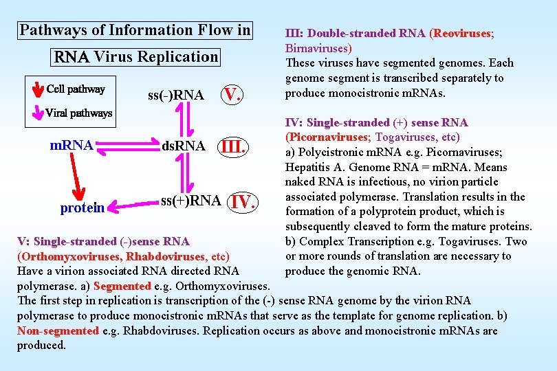 III: Double-stranded RNA (Reoviruses; Birnaviruses) These viruses have segmented genomes. Each genome segment is