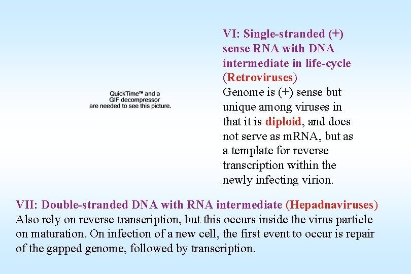 VI: Single-stranded (+) sense RNA with DNA intermediate in life-cycle (Retroviruses) Genome is (+)