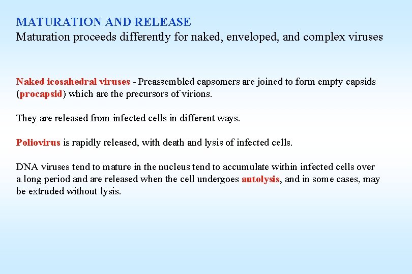 MATURATION AND RELEASE Maturation proceeds differently for naked, enveloped, and complex viruses Naked icosahedral