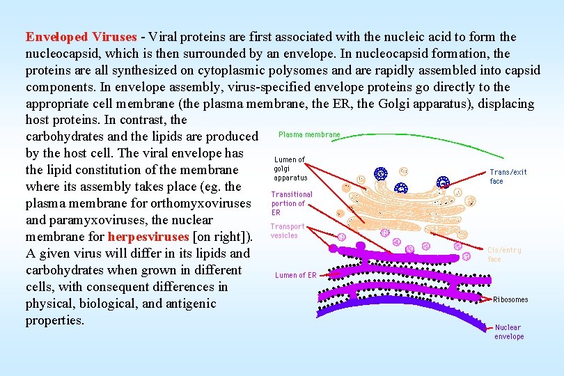 Enveloped Viruses - Viral proteins are first associated with the nucleic acid to form