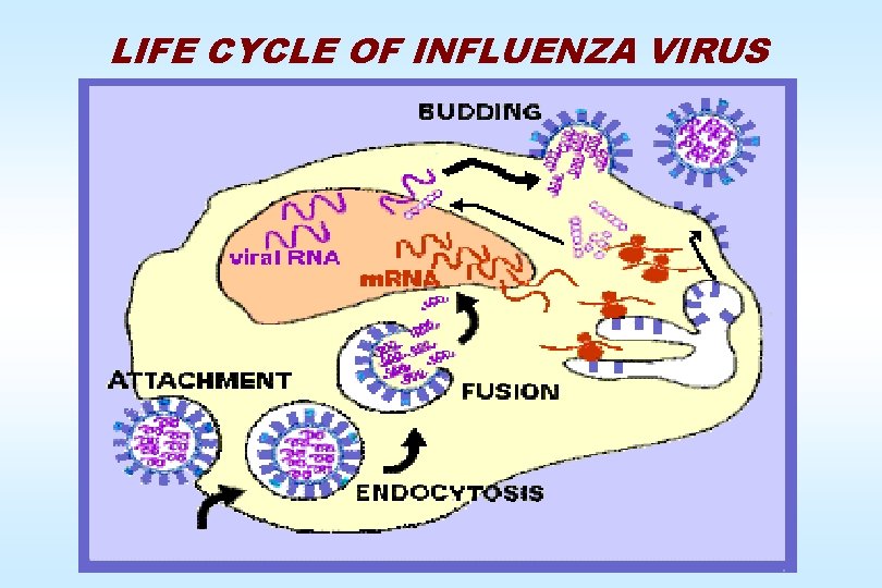 LIFE CYCLE OF INFLUENZA VIRUS 