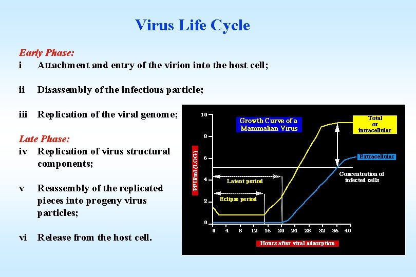 Virus Life Cycle Early Phase: i Attachment and entry of the virion into the