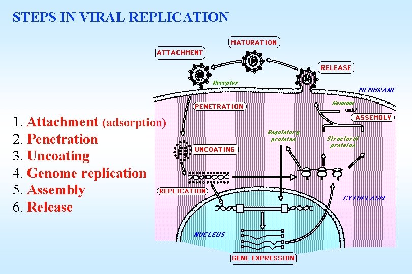 STEPS IN VIRAL REPLICATION 1. Attachment (adsorption) 2. Penetration 3. Uncoating 4. Genome replication