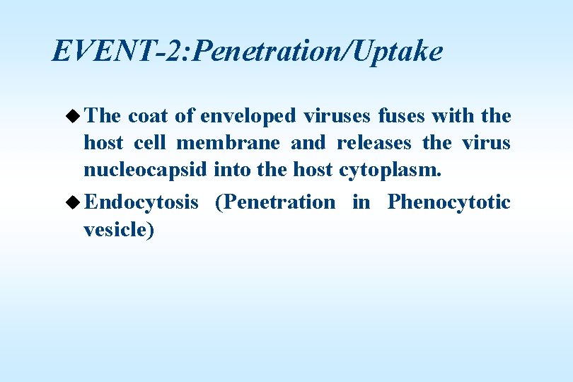 EVENT-2: Penetration/Uptake u The coat of enveloped viruses fuses with the host cell membrane