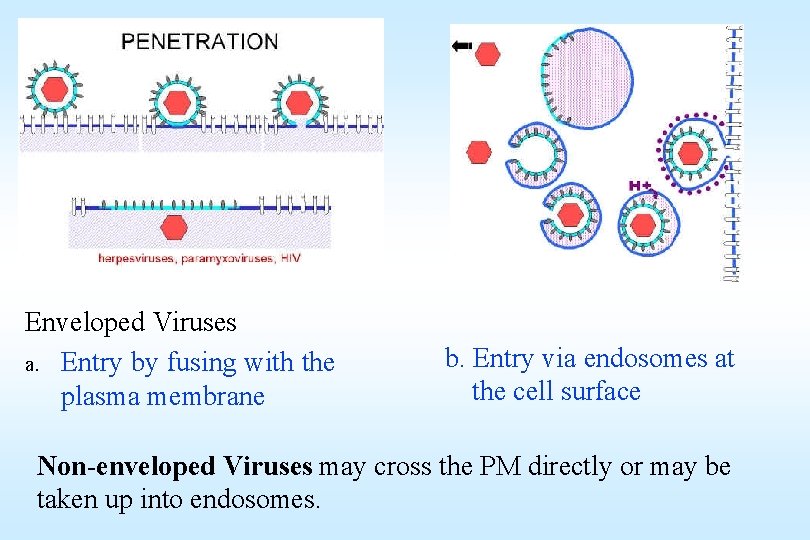 Enveloped Viruses a. Entry by fusing with the plasma membrane b. Entry via endosomes