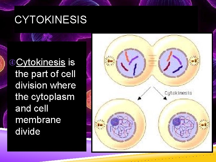 CYTOKINESIS Cytokinesis is the part of cell division where the cytoplasm and cell membrane