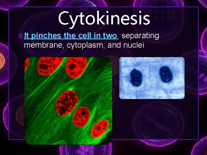 Cytokinesis It pinches the cell in two, separating membrane, cytoplasm, and nuclei 