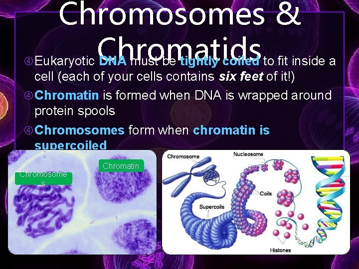  Chromosomes & Eukaryotic Chromatids DNA must be tightly coiled to fit inside a