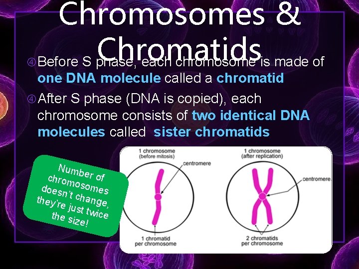Chromosomes & Chromatids Before S phase, each chromosome is made of one DNA molecule