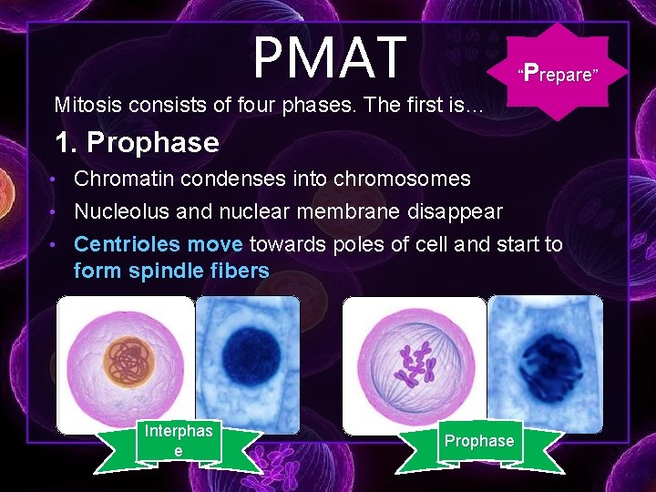 PMAT “Prepare” Mitosis consists of four phases. The first is… 1. Prophase • Chromatin