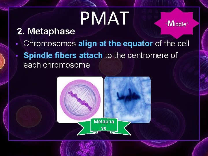 2. Metaphase PMAT “Middle” • Chromosomes align at the equator of the cell •