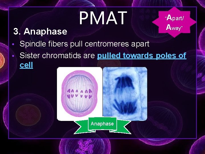 3. Anaphase PMAT “Apart/ Away” • Spindle fibers pull centromeres apart • Sister chromatids