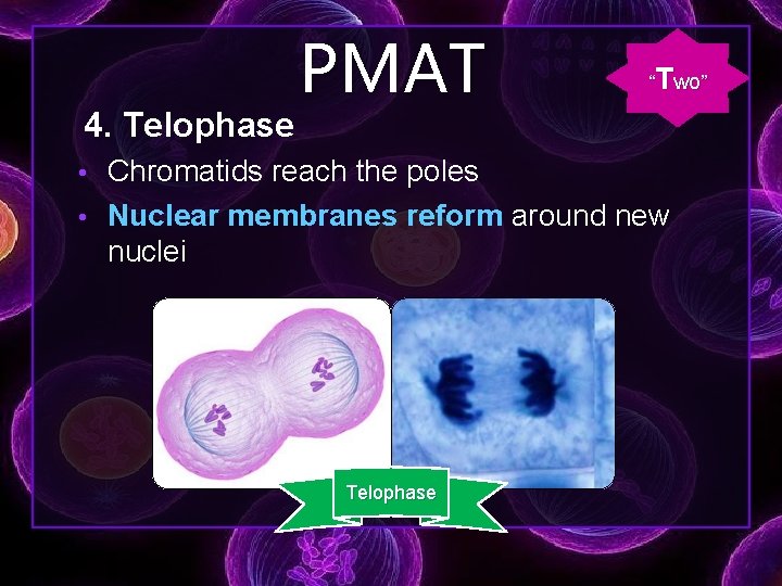 4. Telophase PMAT “Two” • Chromatids reach the poles • Nuclear membranes reform around