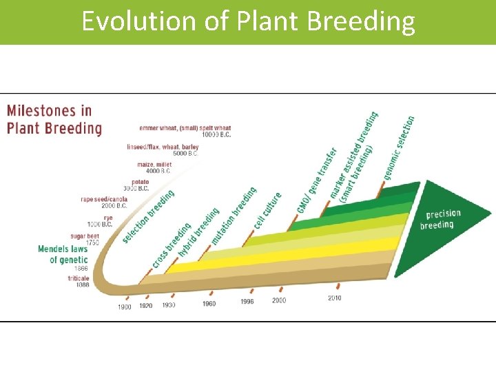 Evolution of Plant Breeding 