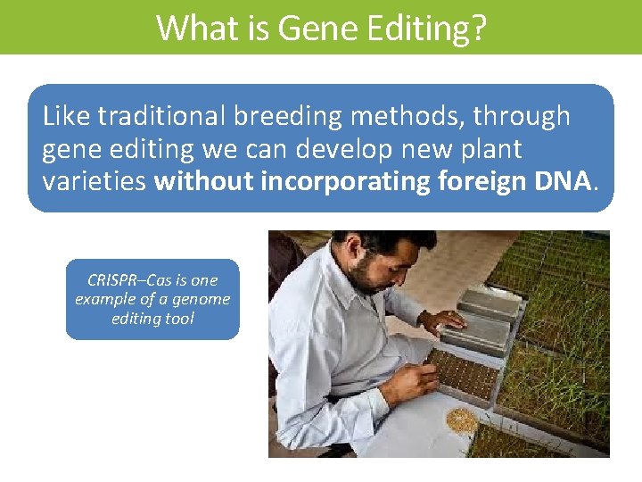 What is Gene Editing? Like traditional breeding methods, through gene editing we can develop