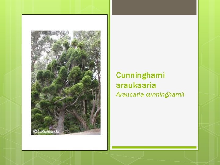 Cunninghami araukaaria Araucaria cunninghamii 