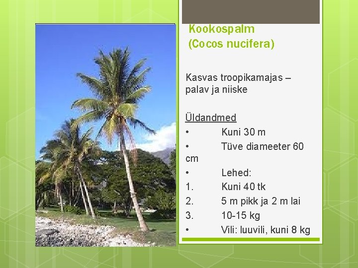 Kookospalm (Cocos nucifera) Kasvas troopikamajas – palav ja niiske Üldandmed • Kuni 30 m