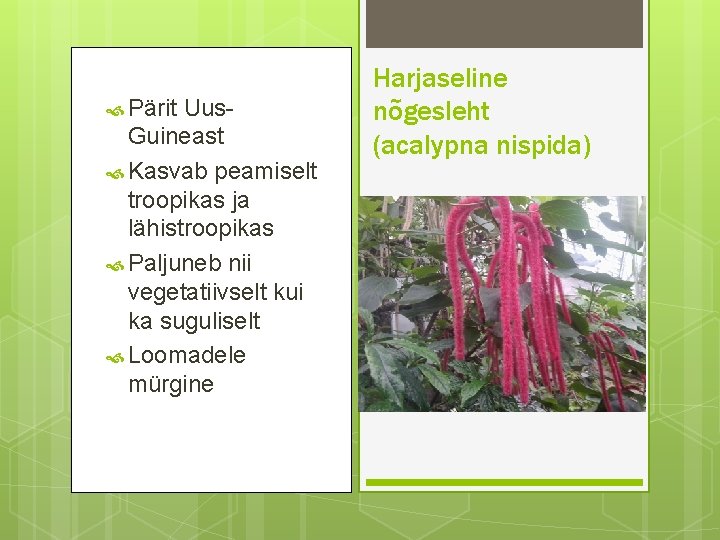  Pärit Uus. Guineast Kasvab peamiselt troopikas ja lähistroopikas Paljuneb nii vegetatiivselt kui ka