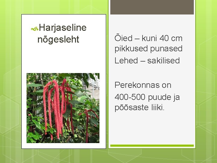  Harjaseline nõgesleht Õied – kuni 40 cm pikkused punased Lehed – sakilised Perekonnas