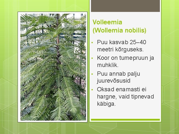 Volleemia (Wollemia nobilis) • • Puu kasvab 25– 40 meetri kõrguseks. Koor on tumepruun