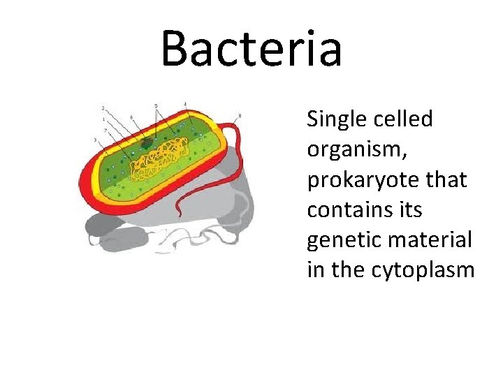 Bacteria Single celled organism, prokaryote that contains its genetic material in the cytoplasm 