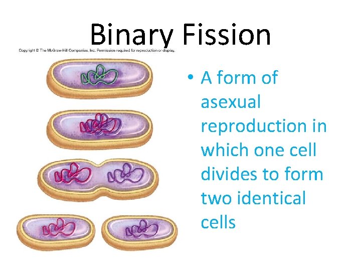Binary Fission • • A form of asexual reproduction in which one cell divides