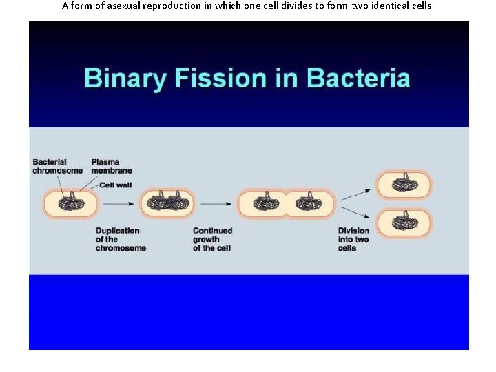 A form of asexual reproduction in which one cell divides to form two identical