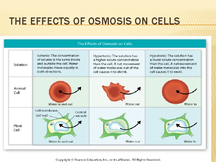 THE EFFECTS OF OSMOSIS ON CELLS 