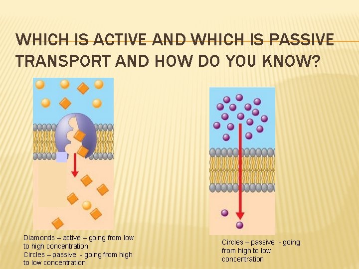 WHICH IS ACTIVE AND WHICH IS PASSIVE TRANSPORT AND HOW DO YOU KNOW? Diamonds
