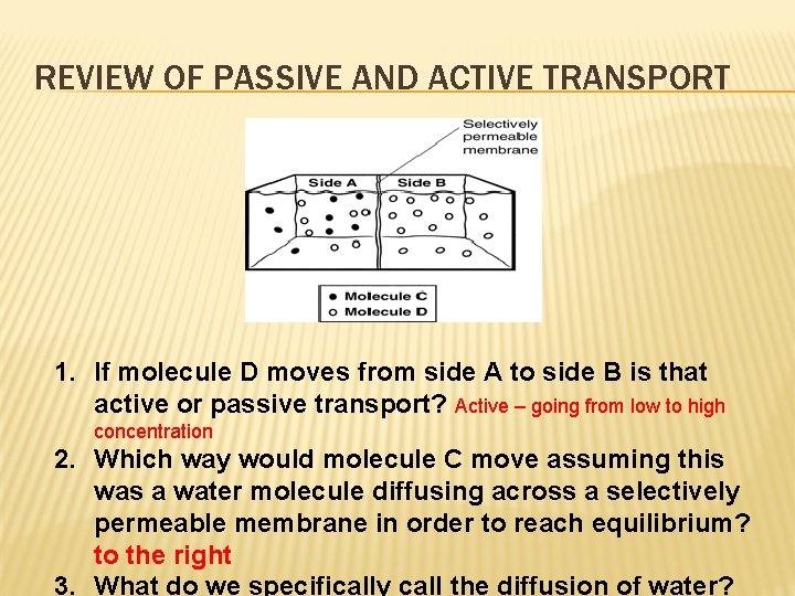 REVIEW OF PASSIVE AND ACTIVE TRANSPORT 1. If molecule D moves from side A