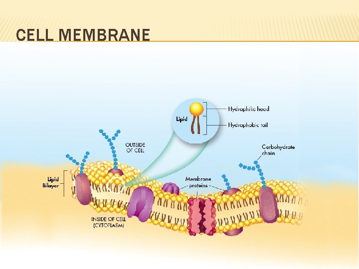 CELL MEMBRANE 