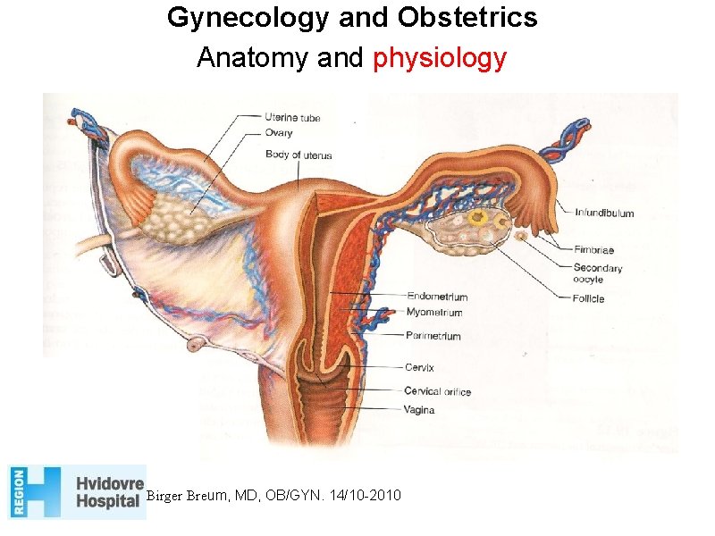 Gynecology and Obstetrics Anatomy and physiology Birger Breum, MD, OB/GYN. 14/10 -2010 