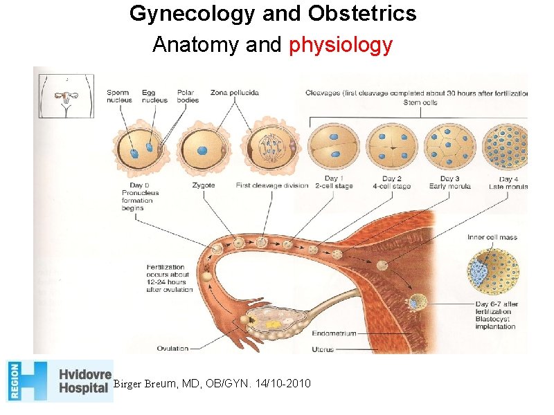 Gynecology and Obstetrics Anatomy and physiology Birger Breum, MD, OB/GYN. 14/10 -2010 