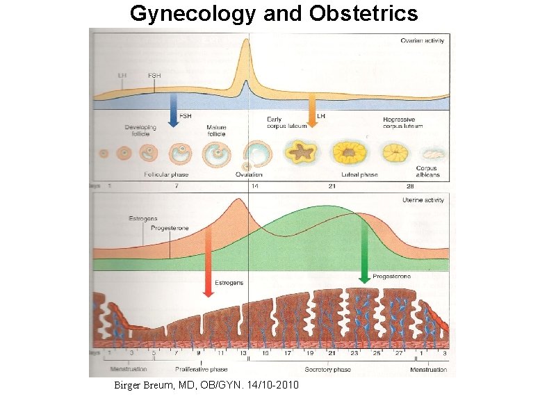 Gynecology and Obstetrics Birger Breum, MD, OB/GYN. 14/10 -2010 