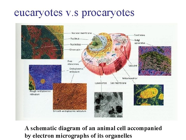 eucaryotes v. s procaryotes A schematic diagram of an animal cell accompanied by electron