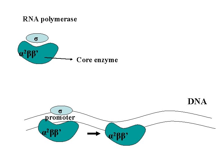 RNA polymerase σ α 2ββ’ Core enzyme DNA σ promoter α 2ββ’ 