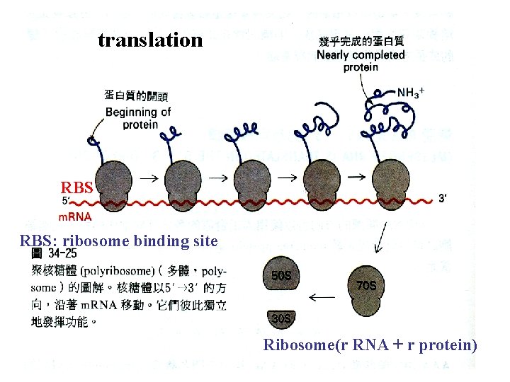 translation RBS: ribosome binding site Ribosome(r RNA + r protein) 