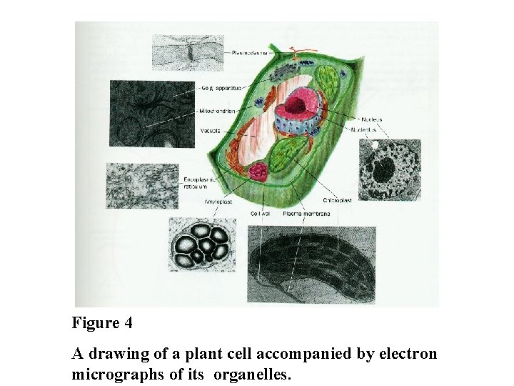 Figure 4 A drawing of a plant cell accompanied by electron micrographs of its