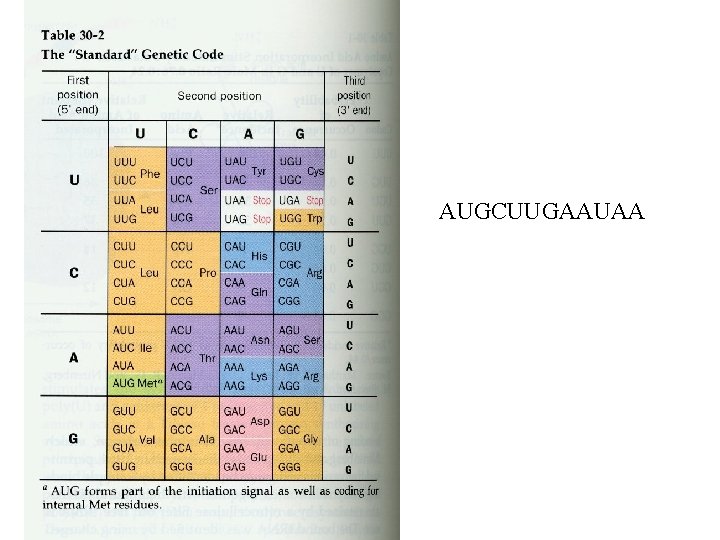 AUGCUUGAAUAA 