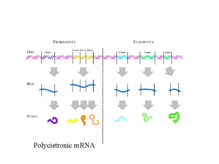 Polycistronic m. RNA 