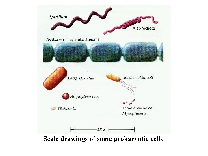 Scale drawings of some prokaryotic cells 