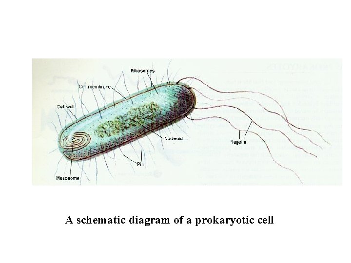 A schematic diagram of a prokaryotic cell 