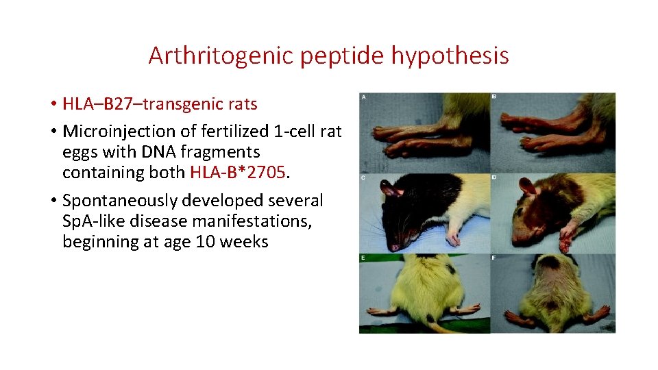 Arthritogenic peptide hypothesis • HLA–B 27–transgenic rats • Microinjection of fertilized 1 -cell rat