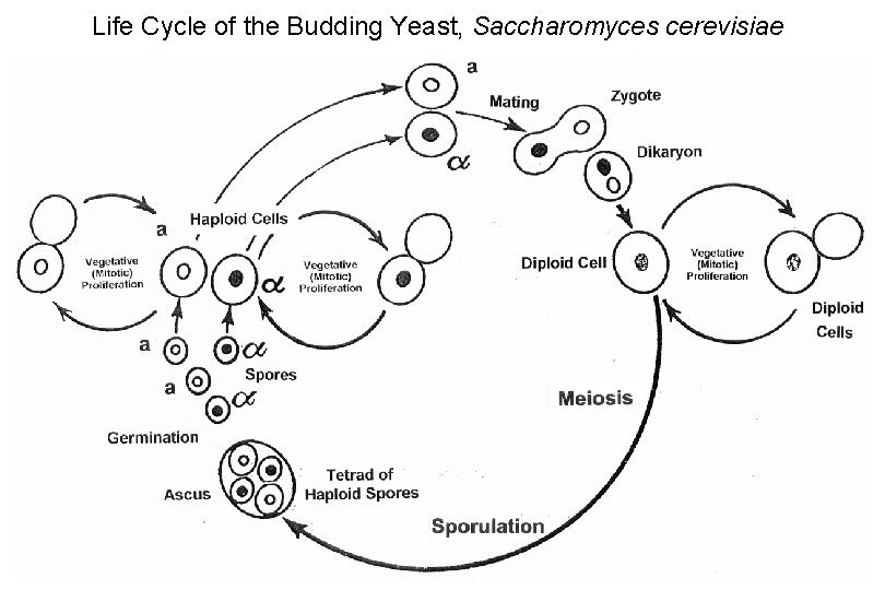 Life Cycle of the Budding Yeast, Saccharomyces cerevisiae 
