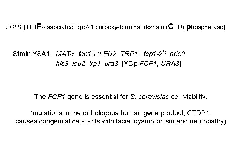 FCP 1 [TFIIF-associated Rpo 21 carboxy-terminal domain (CTD) phosphatase] Strain YSA 1: MAT fcp