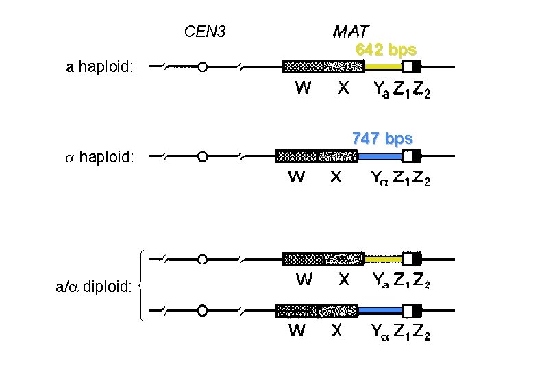 CEN 3 a haploid: a/ diploid: 642 bps 747 bps 